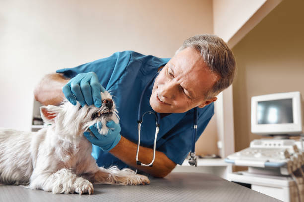 Best Emergency Broken Tooth Repair in Summit, AZ